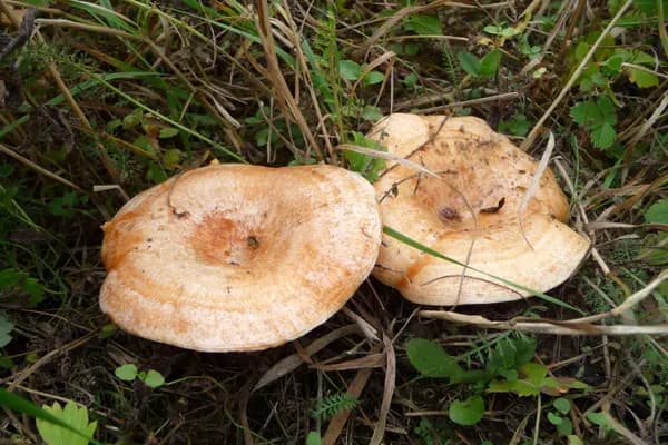 Saffron Milk Cap (Lactarius deliciosus) in Wyoming habitat
