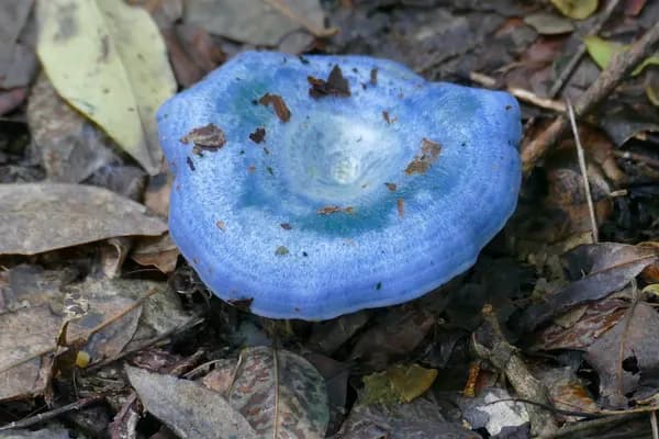 Indigo Milk Cap (Lactarius indigo) in Florida habitat