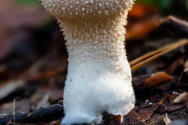 Gem-Studded Puffball (Lycoperdon perlatum) in Michigan habitat