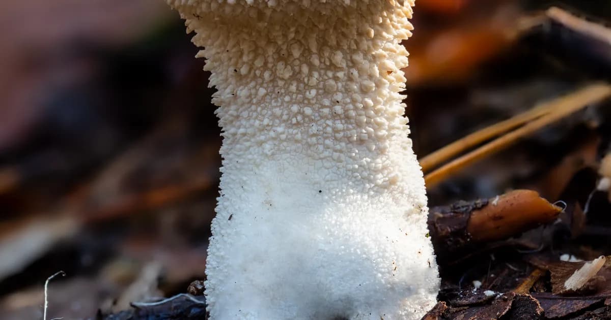 Gem-Studded Puffball (Lycoperdon perlatum) in North Carolina habitat