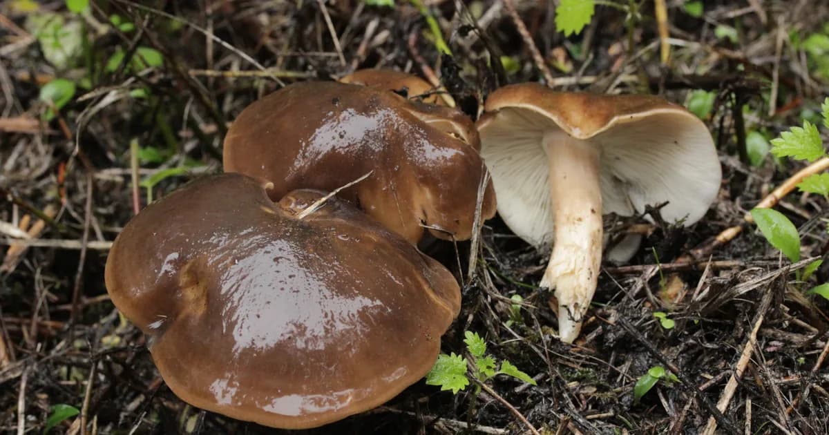 Fried Chicken Mushroom (Lyophyllum decastes) in Illinois habitat