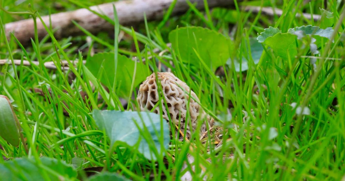 Yellow Morel (Morchella americana) in Illinois habitat