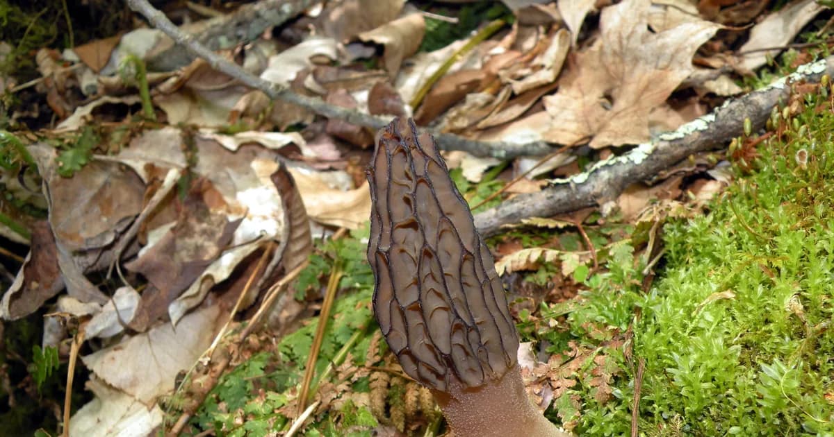Black Morel (Morchella angusticeps) in Michigan habitat