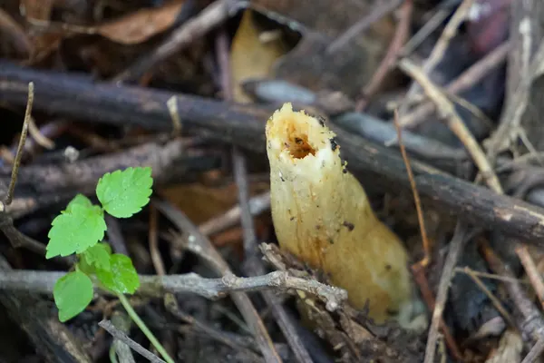 Half-Free Morel (Morchella punctipes) in Illinois habitat