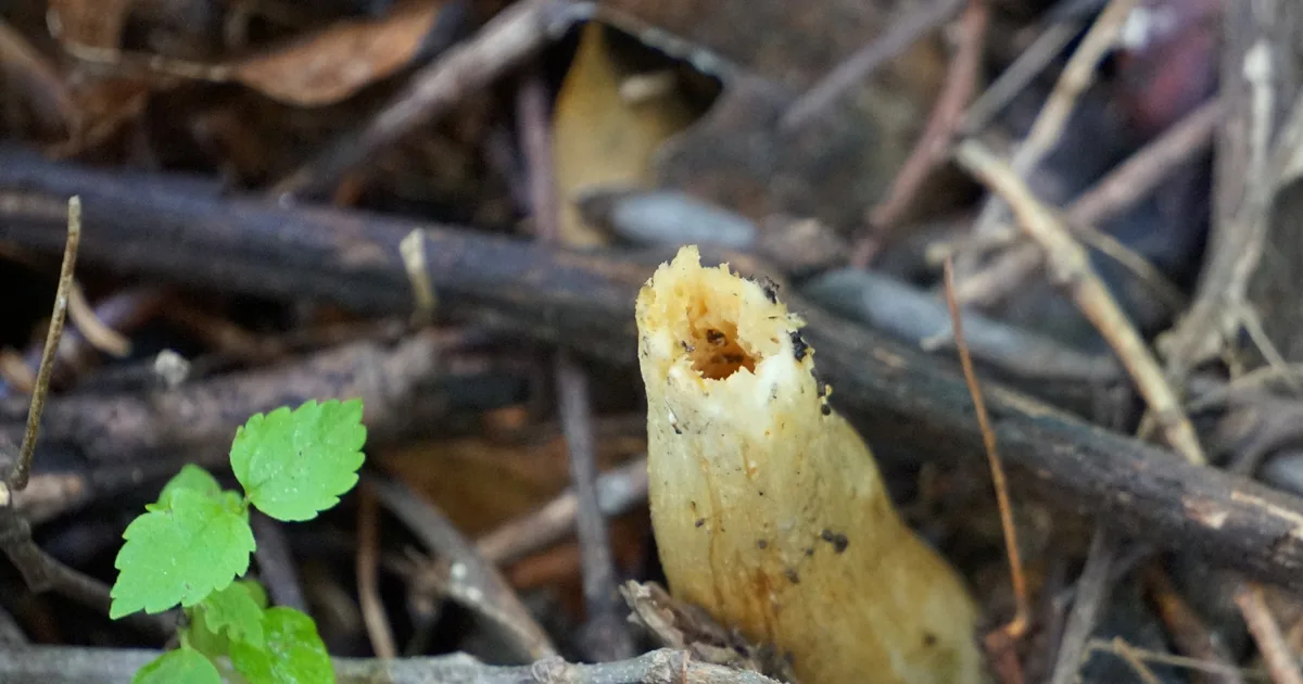 Half-Free Morel (Morchella punctipes) in Iowa habitat