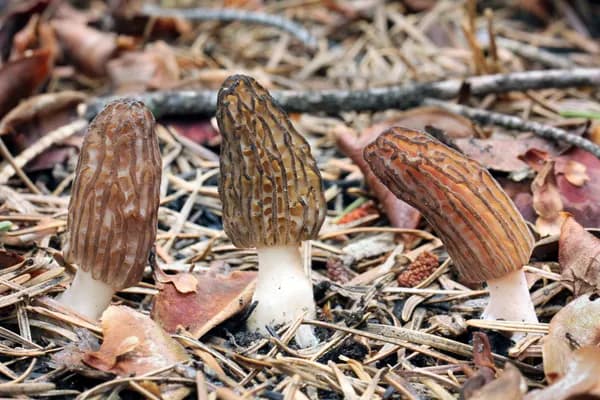 Burn Morel (Morchella sextelata) in Arizona habitat
