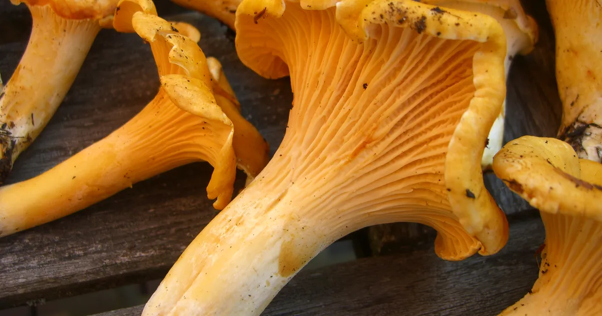 Pacific Golden Chanterelle (Cantharellus formosus) in California habitat