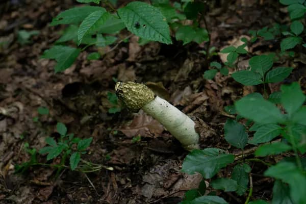Stinkhorn (Phallus impudicus) in New Jersey habitat