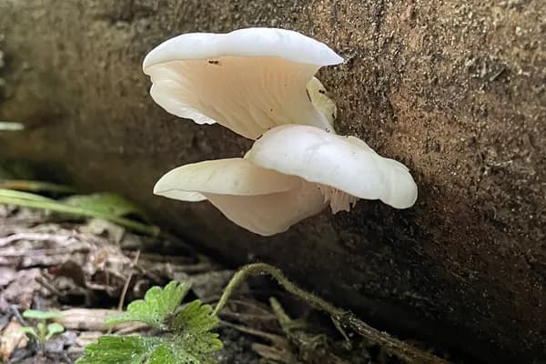 Phoenix Oyster (Pleurotus pulmonarius) in Maryland habitat