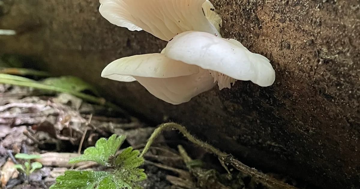 Phoenix Oyster (Pleurotus pulmonarius) in Delaware habitat