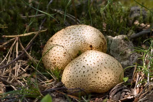 Common Earthball (Scleroderma citrinum) in Pennsylvania habitat
