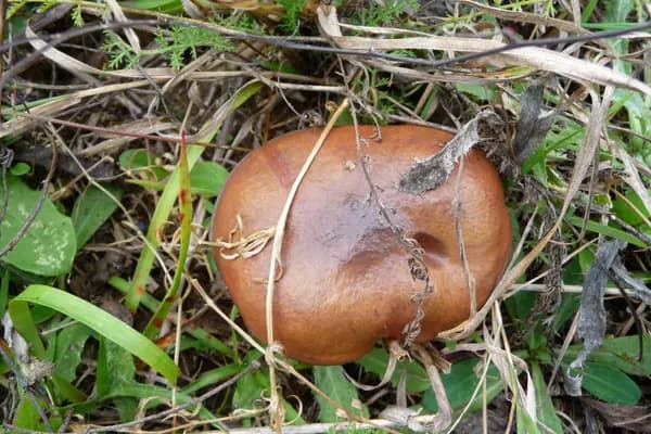 Slippery Jack (Suillus luteus) in Montana habitat