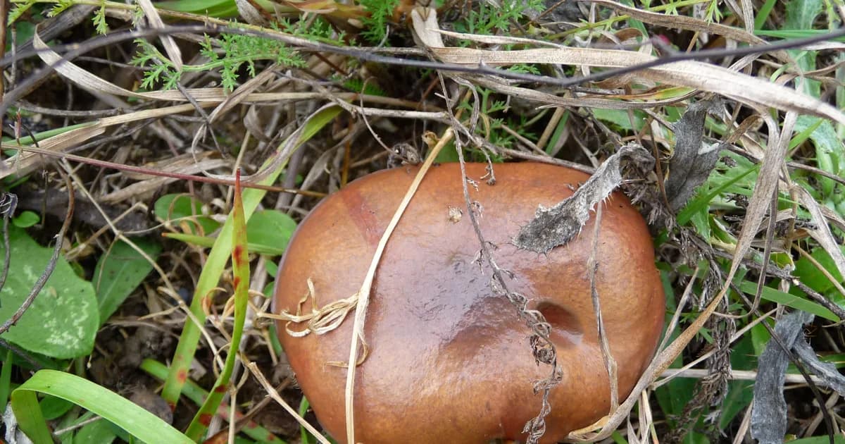 Slippery Jack (Suillus luteus) in Idaho habitat