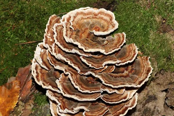 Turkey Tail (Trametes versicolor) in Idaho habitat