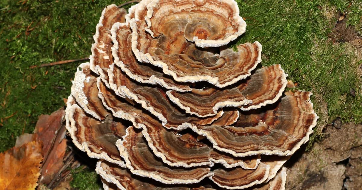 Turkey Tail (Trametes versicolor) in Idaho habitat