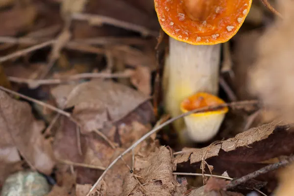 Scaly Vase Chanterelle (Turbinellus floccosus) in New Mexico habitat