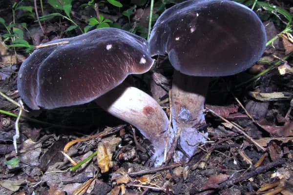 Black Velvet Bolete (Tylopilus alboater) in Alabama habitat