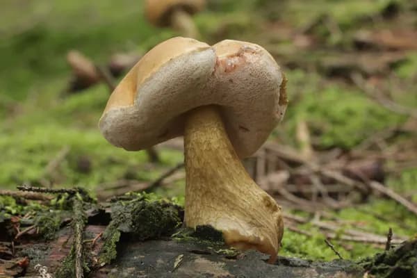 Bitter Bolete (Tylopilus felleus) in Oregon habitat