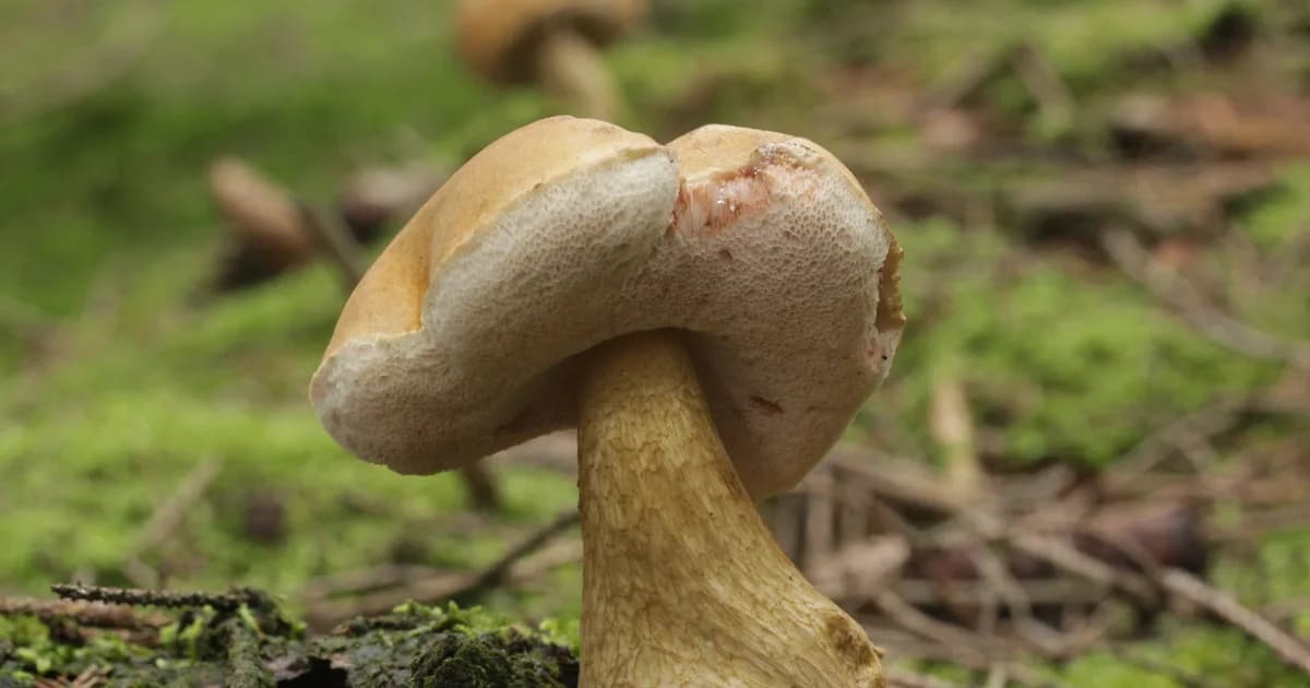 Bitter Bolete (Tylopilus felleus) in Idaho habitat