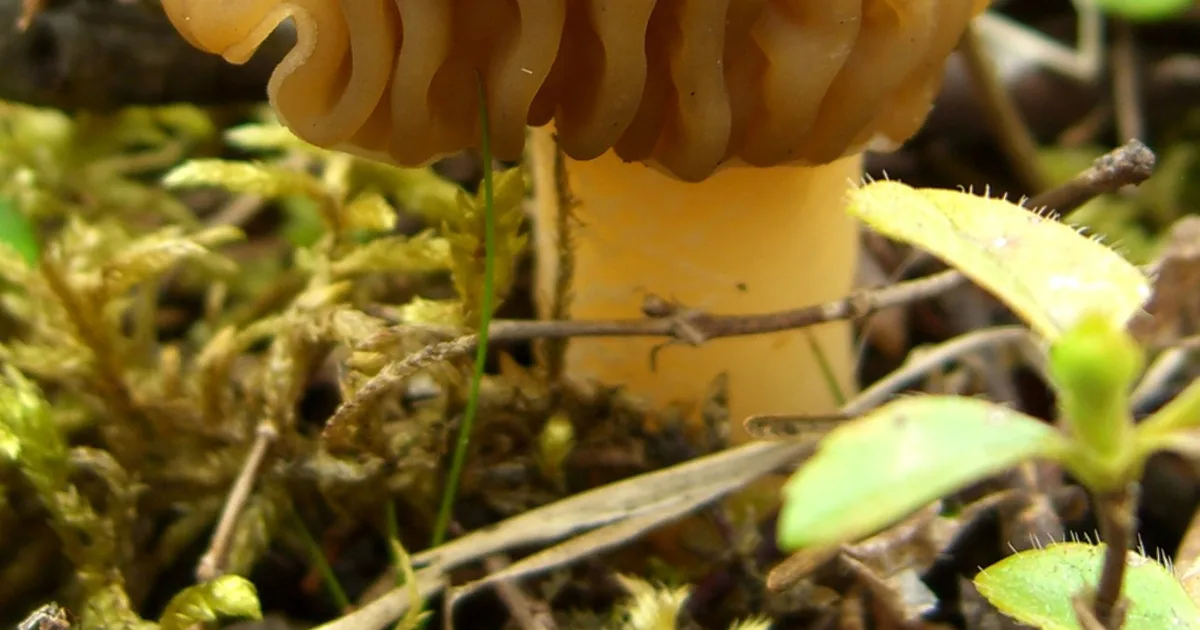 Early False Morel (Verpa bohemica) in Michigan habitat